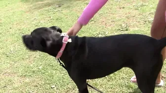 Lesbické krásky šíří kolem prstu a lízat navzájem s dildos