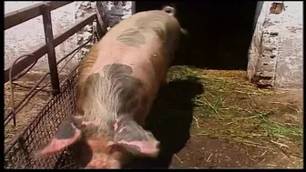 Szőke MILF vad kalandja a pajtában és a szabadban Egon Kowalskival